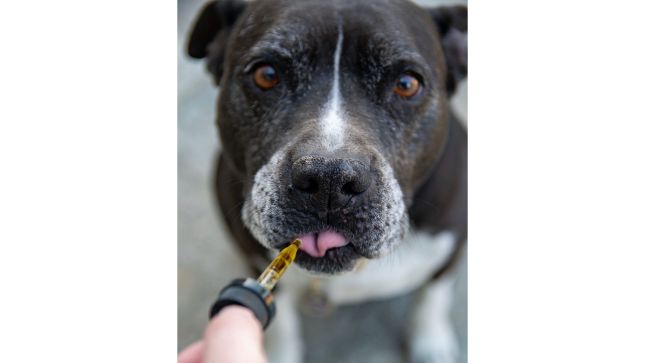 CBD for Pets: The Benefits of CBD for Your Furry Friend
